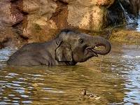 elephant_drink_water_online.jpg elephant_drink_water_online.jpg