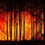 forest-fire-3836834_640.jpg