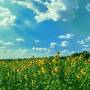 summer_sunflowers_sky_online.jpg